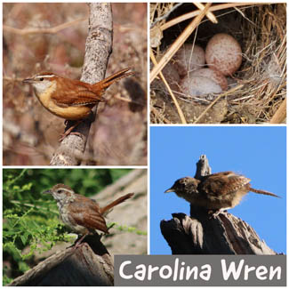 Carolina Wren